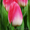 тюльпаны в  Пинске оптом и в розницу к 8 марта 2016 - Изображение #4, Объявление #1220774
