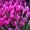 Тюльпаны оптом и в розницу к 8 марта - Изображение #1, Объявление #1375612