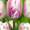 тюльпаны в  Пинске оптом и в розницу к 8 марта 2016 - Изображение #5, Объявление #1220774
