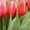 тюльпаны в Пинске оптом и в розницу к 8 марта  - Изображение #7, Объявление #1215613