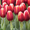 тюльпаны в  Пинске оптом и в розницу к 8 марта 2016 - Изображение #6, Объявление #1220774
