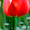 тюльпаны в Пинске оптом и в розницу к 8 марта  - Изображение #8, Объявление #1215613