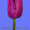 тюльпаны в  Пинске оптом и в розницу к 8 марта 2016 - Изображение #9, Объявление #1220774