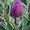 тюльпаны в Пинске оптом и в розницу к 8 марта  - Изображение #9, Объявление #1215613
