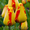 тюльпаны в Пинске оптом и в розницу к 8 марта  - Изображение #10, Объявление #1215613