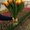 Тюльпаны к 14 февраля и  8 марта оптом - Изображение #2, Объявление #818496