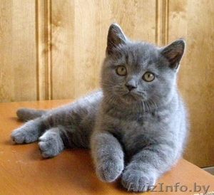 Куплю недорого британского короткошерстного котенка, можно без родословной, не о - Изображение #1, Объявление #80209