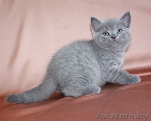 Куплю недорого британского короткошерстного котенка, можно без родословной, не о - Изображение #2, Объявление #80209