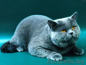 Куплю недорого британского короткошерстного котенка, можно без родословной, не о - Изображение #3, Объявление #80209