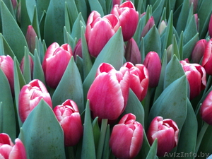 продам тюльпаны оптом в  Пинск - Изображение #2, Объявление #542925