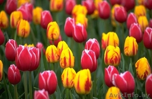 Продам тюльпаны к 8 марта     - Изображение #1, Объявление #832743