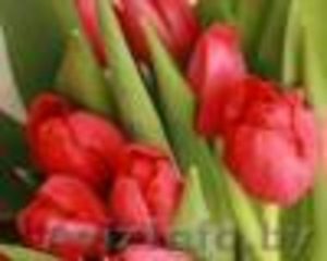 Продам тюльпаны к 8 марта     - Изображение #2, Объявление #832743