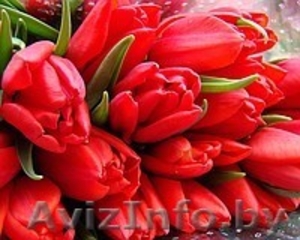 Продам тюльпаны - Изображение #1, Объявление #986613