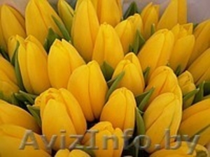 Продам тюльпаны - Изображение #2, Объявление #986613