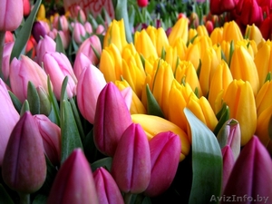 Тюльпаны оптом к 8 марта! - Изображение #1, Объявление #1035232