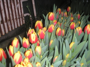 Продам тюльпаны - Изображение #6, Объявление #986613