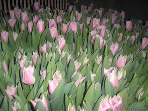 Продам тюльпаны - Изображение #7, Объявление #986613