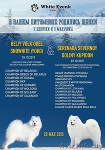 Щенки самоеда от пары МультиЧемпионов 