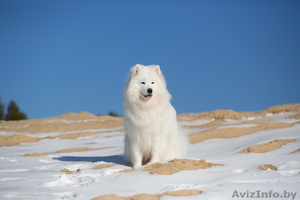 Замечательные Щенки самоеда от  красивой пары 