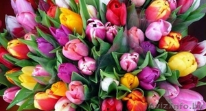 Тюльпаны,оптом ,в розницу - Изображение #1, Объявление #1369009