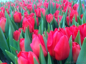 Тюльпаны оптом к 8-му марта. - Изображение #1, Объявление #1375372