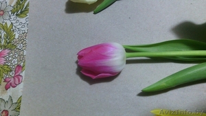 Тюльпаны оптом к 8 матра - Изображение #1, Объявление #1371507