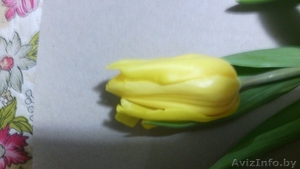 Тюльпаны оптом к 8 матра - Изображение #3, Объявление #1371507