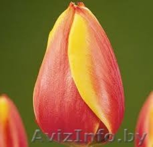тюльпаны в Пинске оптом и в розницу к 8 марта  - Изображение #2, Объявление #1215613