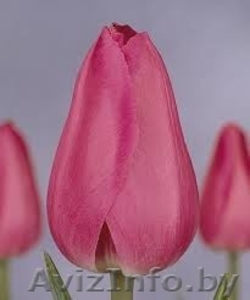 тюльпаны в  Пинске оптом и в розницу к 8 марта 2016 - Изображение #2, Объявление #1220774