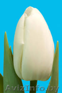 тюльпаны в Пинске оптом и в розницу к 8 марта  - Изображение #3, Объявление #1215613