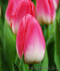 тюльпаны в Пинске оптом и в розницу к 8 марта  - Изображение #4, Объявление #1215613