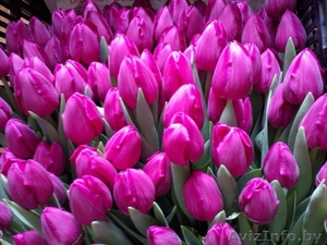 Тюльпаны оптом и в розницу к 8 марта - Изображение #1, Объявление #1375612