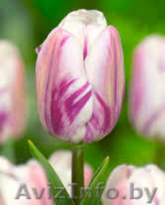 Цветы тюльпаны оптом в Пинске.Возможна доставка по РБ. - Изображение #3, Объявление #1376192