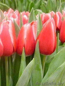 тюльпаны в Пинске оптом и в розницу к 8 марта  - Изображение #7, Объявление #1215613