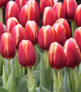Цветы тюльпаны оптом в Пинске.Возможна доставка по РБ. - Изображение #1, Объявление #1376192