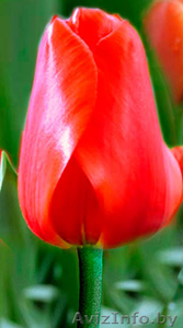 Цветы тюльпаны оптом в Пинске.Возможна доставка по РБ. - Изображение #2, Объявление #1376192