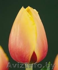 тюльпаны в  Пинске оптом и в розницу к 8 марта 2016 - Изображение #10, Объявление #1220774
