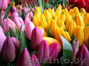 Тюльпаны оптом и в розницу - Изображение #1, Объявление #1376679