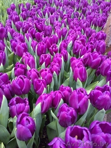 Тюльпаны оптом и в розницу к 8 марта - Изображение #4, Объявление #1375612