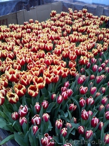 Тюльпаны оптом и в розницу к 8 марта - Изображение #5, Объявление #1375612