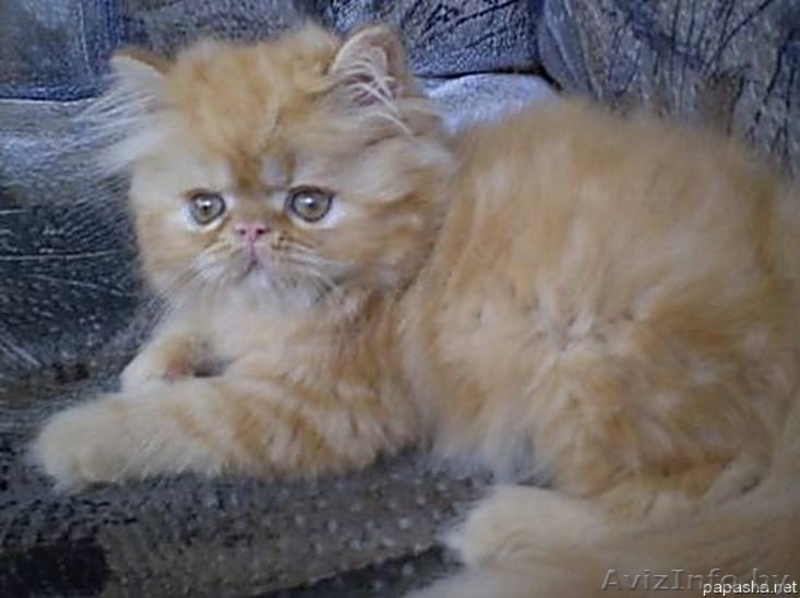 КОТЯТА ПЕРСИДСКИЕ - Изображение #3, Объявление #47173