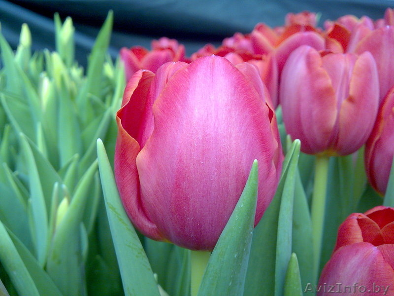 Сдам тюльпаны оптом! - Изображение #1, Объявление #168769