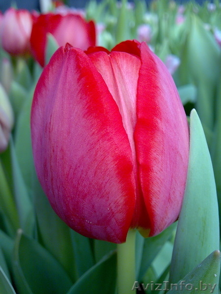 Сдам тюльпаны оптом! - Изображение #5, Объявление #168769