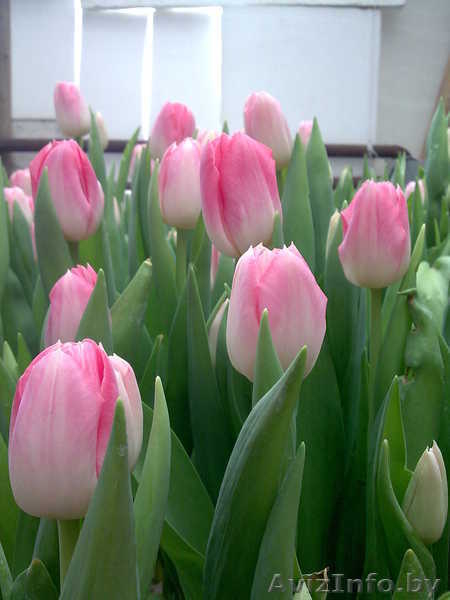 Сдам тюльпаны оптом! - Изображение #6, Объявление #168769