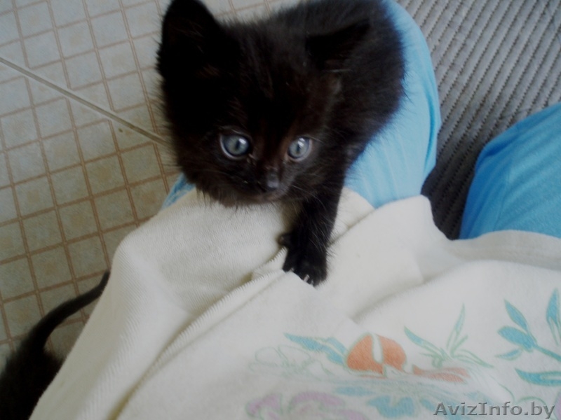 животные(котята) - Изображение #5, Объявление #326992