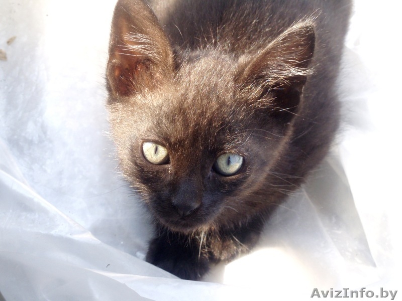 животные(котята) - Изображение #3, Объявление #326992