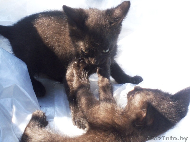 животные(котята) - Изображение #2, Объявление #326992