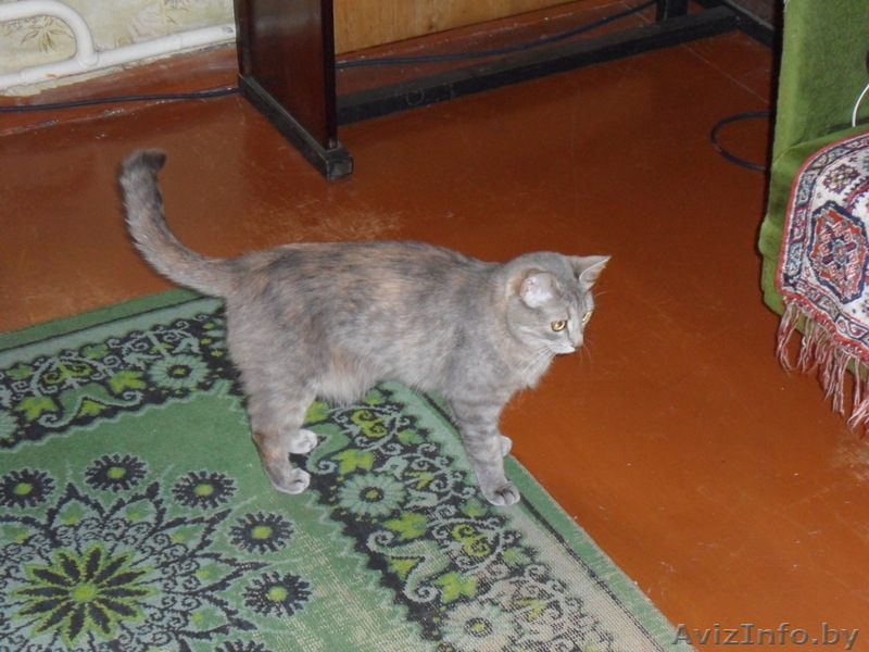 пропала кошечка - Изображение #1, Объявление #344246