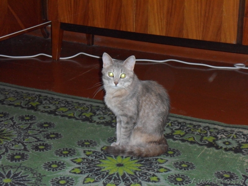 пропала кошечка - Изображение #2, Объявление #344246