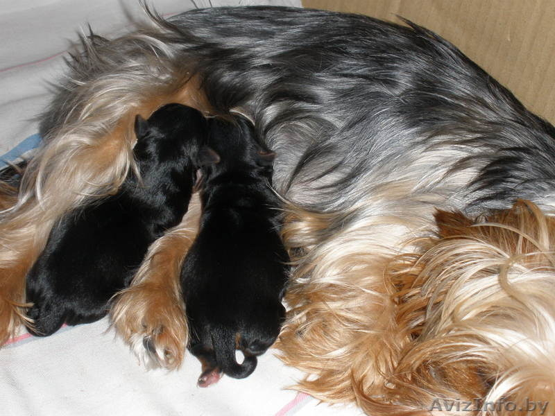 йоркширского терьера - Изображение #2, Объявление #618924